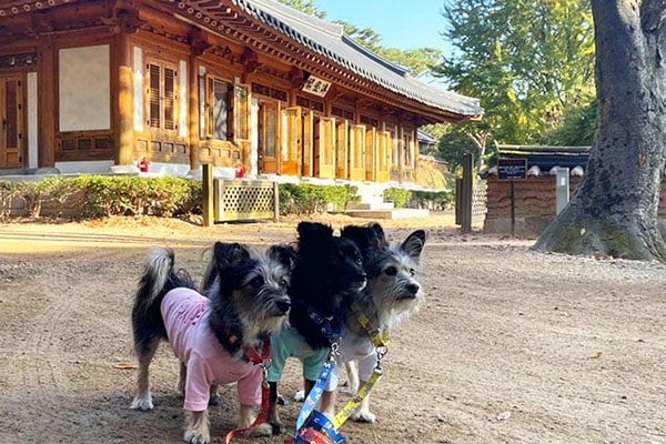 Un viaje a la isla Ganghwa-do con su perro, del silencio de un templo milenario al atardecer en la playa 