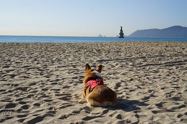 Pida un deseo para su perro en un templo de Busan junto al mar 