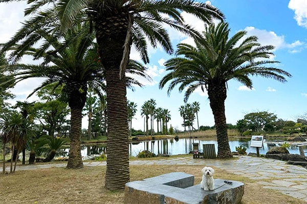 Cómo recorrer la zona oeste de la isla de Jeju con su perro