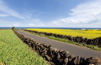 Un viaje en autobús por el este de Jeju con un código QR